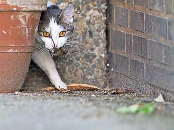 In Atzelsberg sind mehrere Katzen verschwunden.  Symbolfoto: Archiv