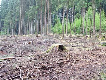 Ein Waldgrundstück nahe Seehof. Hier hat der Borkenkäfer zugeschlagen, alle Bäume mussten gefällt werden.  Foto: Popp