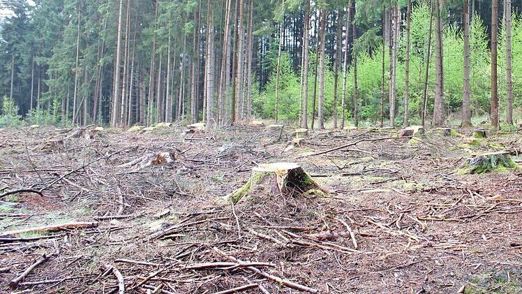 Ein Waldgrundstück nahe Seehof. Hier hat der Borkenkäfer zugeschlagen, alle Bäume mussten gefällt werden.  Foto: Popp