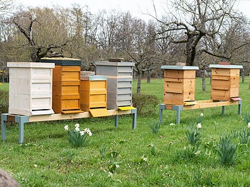 Symbolbild: Bienenkästen