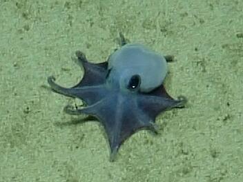 Forscher finden winzige Oktopus-Art vor den Gal&aacute;pagos-Inseln