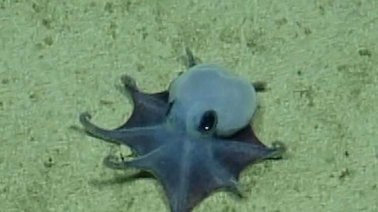 Forscher finden winzige Oktopus-Art vor den Gal&aacute;pagos-Inseln