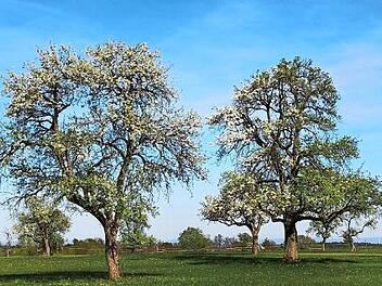 Uralte Birnbäume prägen die Flur rund um Fatschenbrunn. Foto: sw