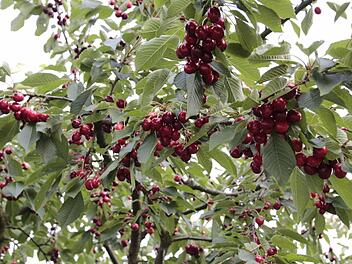Unter anderem durch Kirschen sollen die Menschen Lust auf die Fränkische Schweiz bekommen.Foto: Hofbauer