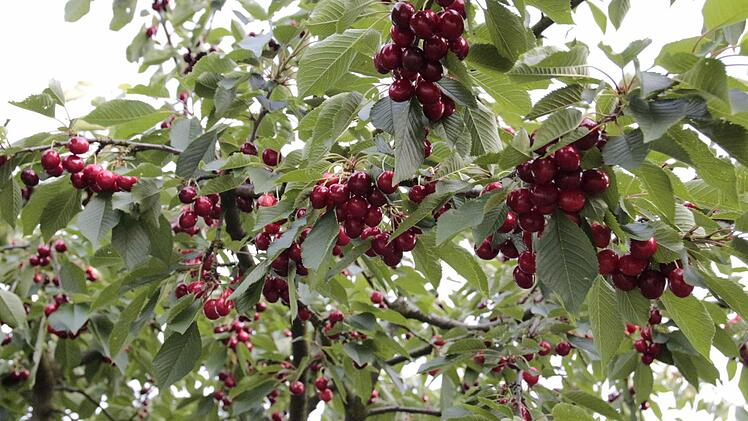 Unter anderem durch Kirschen sollen die Menschen Lust auf die Fränkische Schweiz bekommen.Foto: Hofbauer