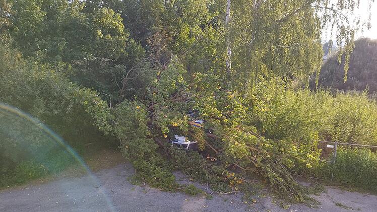 Kulmbach: Entwurzelter Baum kracht auf Bus - "erheblicher Schaden"