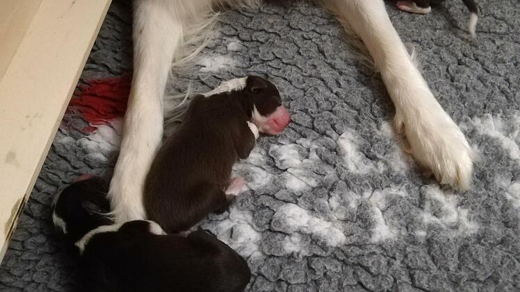 Zwischen Mamas Beinen schläft es sich gut.Foto: Heike Beudert