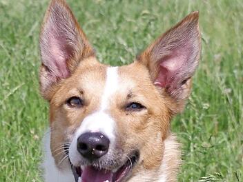 Duende sucht ein Zuhause. Foto: privat