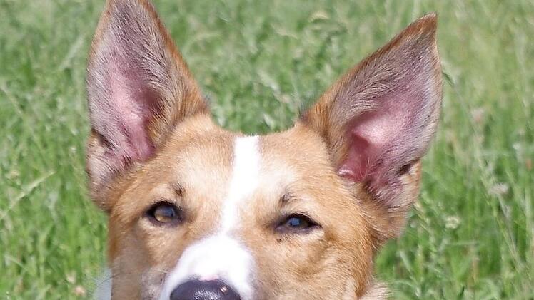 Duende sucht ein Zuhause. Foto: privat