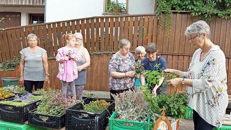 Tüchtige Frauen des Obst- und Gartenbauvereins Windheim banden Kräuterbüschel zum Hochfest „Mariä Himmelfahrt“.