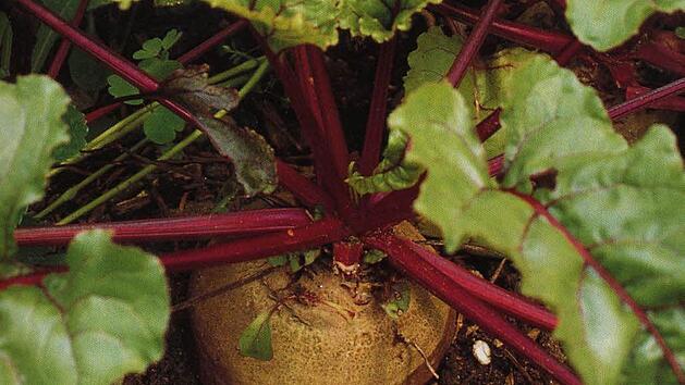 Rote Bete: Symbolbild: Archiv