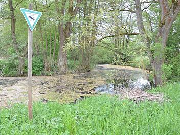 Im Altarm der Rodach steht das Wasser still. Der neu gebettete Fluss rauscht nicht weit davon vorbei. Fotos: Rainer Lutz