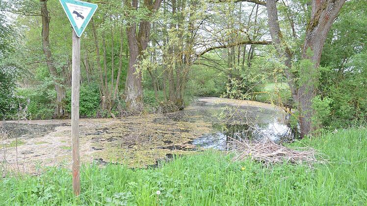 Im Altarm der Rodach steht das Wasser still. Der neu gebettete Fluss rauscht nicht weit davon vorbei. Fotos: Rainer Lutz