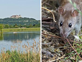 Rattenproblem an fränkischem Badesee? Stadt und Betreiber äußern sich zu Ekel-Sichtung von Gästen