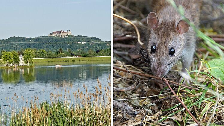 Rattenproblem an fränkischem Badesee? Stadt und Betreiber äußern sich zu Ekel-Sichtung von Gästen