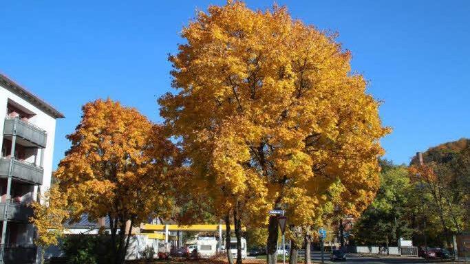 Userfoto: Heinz Fiedler