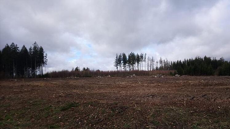 Spaziergänger beklagen den herben Eingriff in die Landschaft. Die Stadtverwaltung argumentiert, gerodete Flächen ließen sich leichter verkaufen. Foto: Kerstin Junker