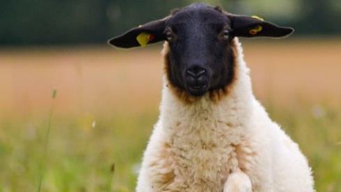 Das Rh&ouml;nschaf - Sympathietr&auml;ger und Maskottchen der Rh&ouml;n.  Foto: Helen Stupp