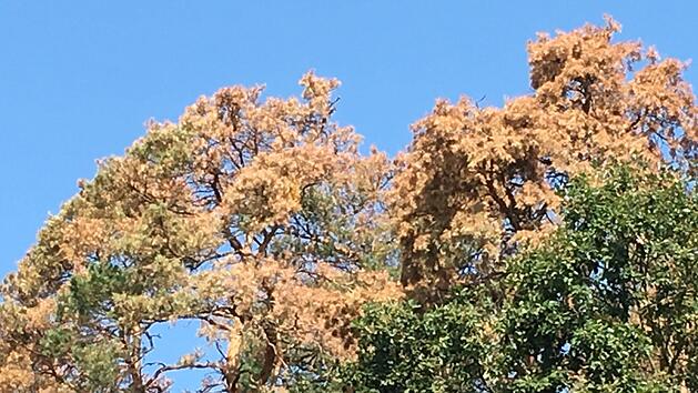 Abgestorbene Kieffernkronen - sie  gehen auf das Konto des  Hagelsturmes vom 11. Juni. Foto: Anette Schreiber
