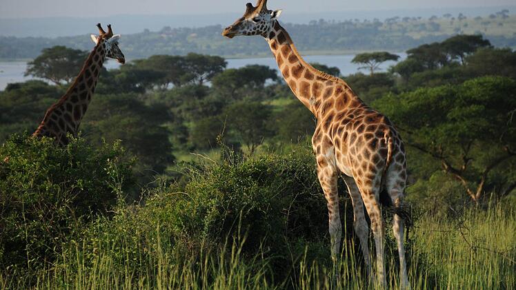 Giraffen im Murchison Falls National Park. Foto: Stefan Reinmann