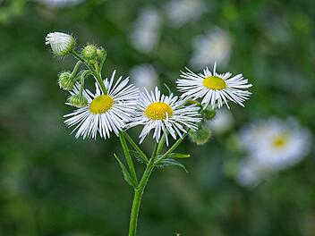 Der erste Blick t&auml;uscht: Hier w&auml;chst kein G&auml;nsebl&uuml;mchen, sondern das sich schnell ausbreitende Berufkraut.