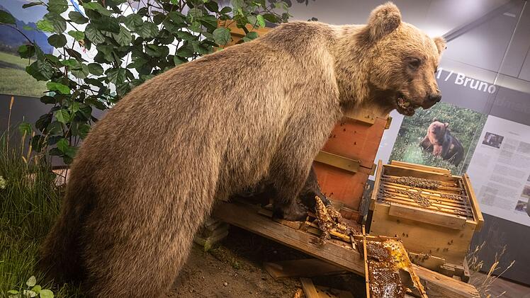 Ausgestopfter B&auml;r im Naturkundemuseum