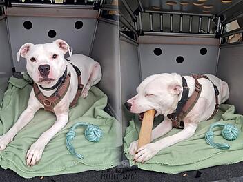 Tierheim Nürnberg: "Kampfhund" Brasco findet lange kein Zuhause  - jetzt passiert das "Vorweihnachtswunder"