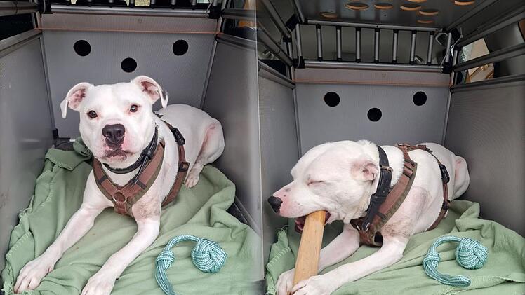 Tierheim Nürnberg: "Kampfhund" Brasco findet lange kein Zuhause  - jetzt passiert das "Vorweihnachtswunder"