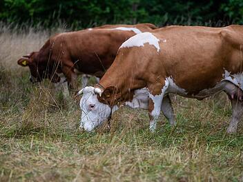 Zwei Rinder und ein Kalb in M&uuml;nchberg ausgeb&uuml;xt