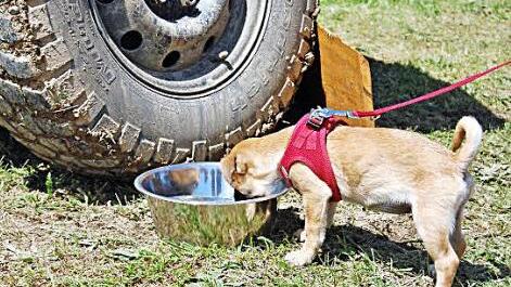 Auch für Vierbeiner wird gesorgt.  Foto: Dobschütz