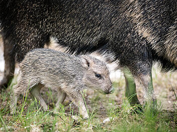 Nachwuchs bei den Chaco-Pekaris im Tiergarten der Stadt Nürnberg