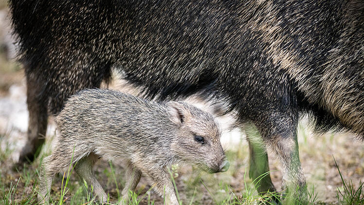 Nachwuchs bei den Chaco-Pekaris im Tiergarten der Stadt Nürnberg