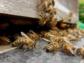Am Sonntag (3. Juni 2018) ist in Regensburg ein Bienenvolk aus einer Brauerei ausgebüxt. Symbolbild: pixabay.com / Tetzemann