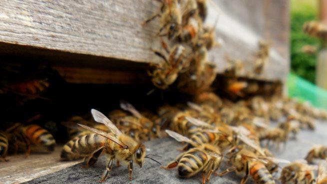 Am Sonntag (3. Juni 2018) ist in Regensburg ein Bienenvolk aus einer Brauerei ausgebüxt. Symbolbild: pixabay.com / Tetzemann