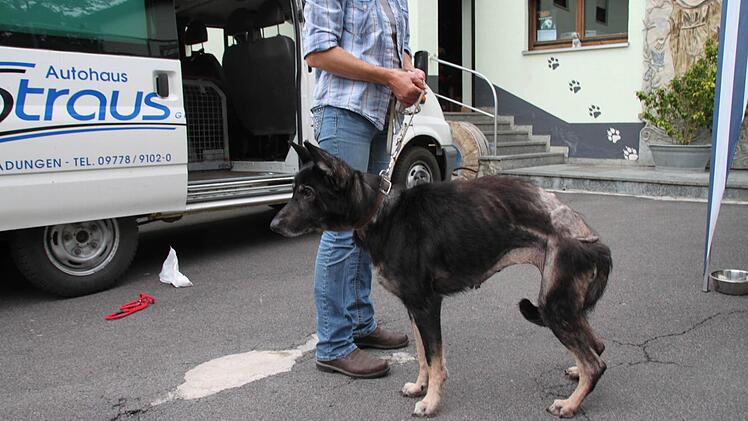 Schäferhündin Lara, als sie im Juli ins Tierheim kam. Foto: Thomas Malz