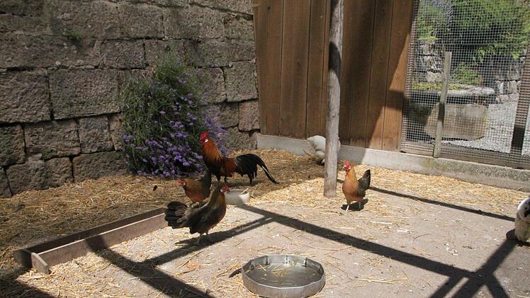 Auch Hühner - und ein stolzer Hahn - leben im Staatsbad. Foto: Ulrike Müller