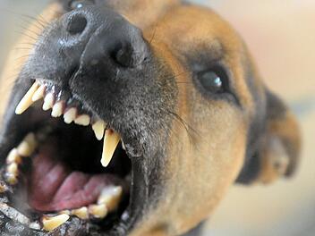 Kleinkind in NRW von unbekanntem Hund mehrfach in Kopf gebissen und schwer verletzt