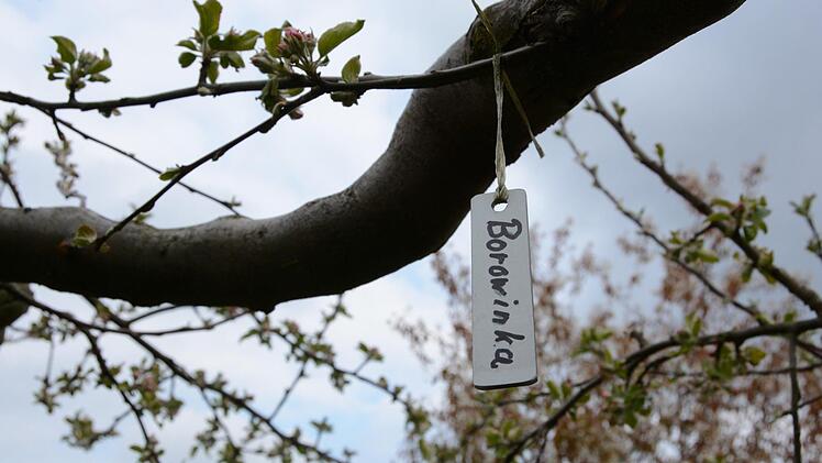 Jeder Ast ist sorgfältig beschriftet. So behält der Gärtner den Überblick, was wann blüht und reift. Foto: Dagmar Besand