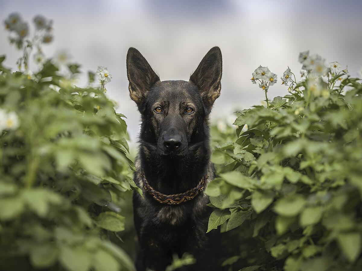 Extrem gefhrlich fr Hunde: Welche Pflanzen und Kruter deinen Vierbeiner  vergiften knnen