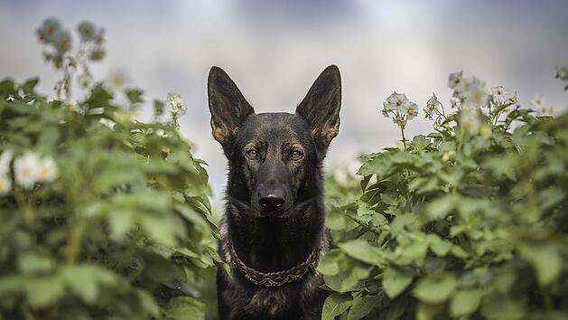 Symbolbild: Hund, Garten, Kr&auml;uter