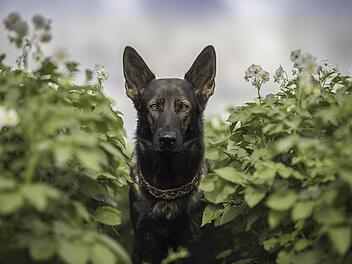 Symbolbild: Hund, Garten, Kräuter