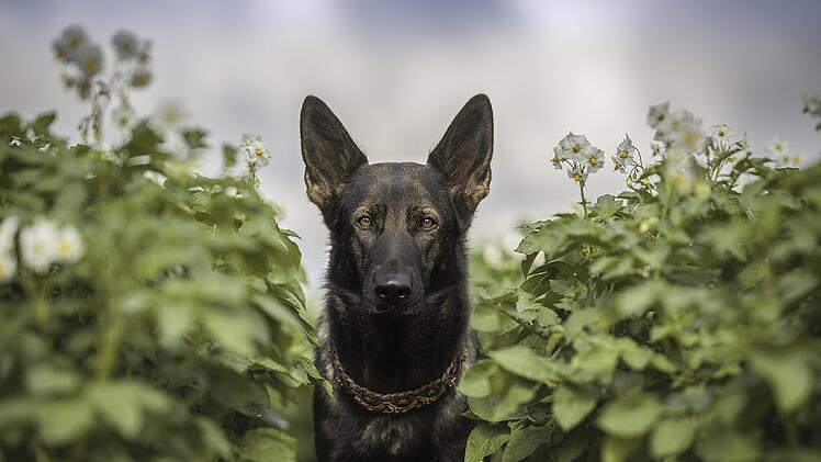 Symbolbild: Hund, Garten, Kräuter