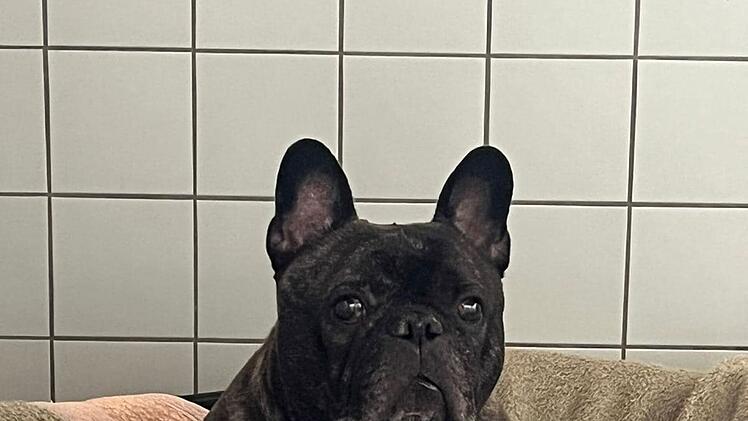 Tierheim Coburg: Hund Pauli mit Leine und Halsband gefunden - "Warum sucht dich niemand?"