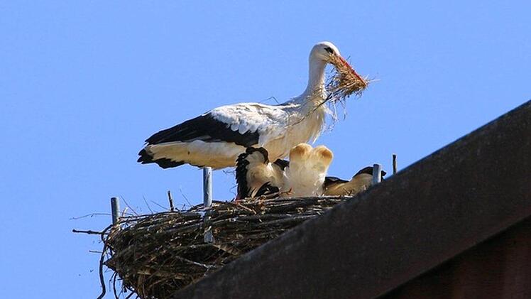 Dann kommt der Storchenpapa und bringt etwas Nistmaterial mit. Sie bauen und reparieren während der ganzen Brutsaison am Nest. Das Junge ist natürlich am Inhalt des Kropfes interessiert. Aber erst muss das Material eingebaut werden. Foto: Hans-Peter Schönecker