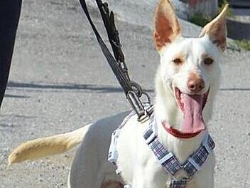 Marshall sucht ein Zuhause im Frankenwald.Tierheim