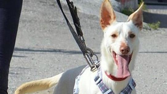 Marshall sucht ein Zuhause im Frankenwald.Tierheim