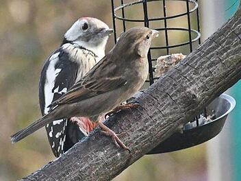 Nur nicht unterkriegen lassen, denkt sich der Spatz. Foto: Hanns Friedrich