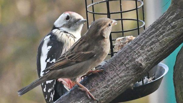 Nur nicht unterkriegen lassen, denkt sich der Spatz. Foto: Hanns Friedrich