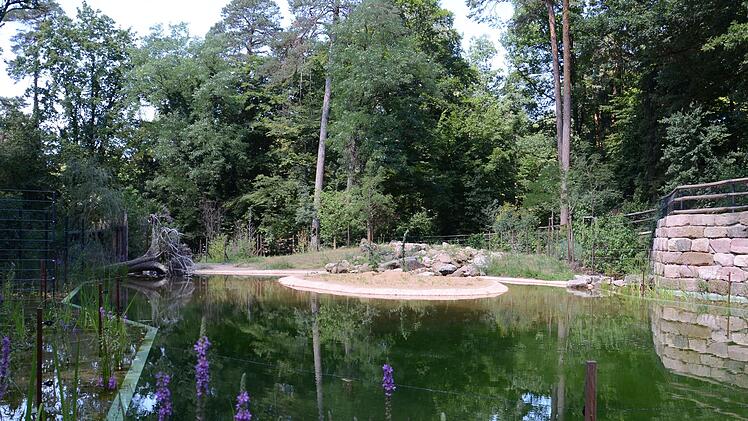 Tiergarten N&uuml;rnberg: Gro&szlig;es neues Gehege f&uuml;r Wasserb&uuml;ffel - Tier und Pflanzen sorgen selbst f&uuml;r gereinigtes Wasser