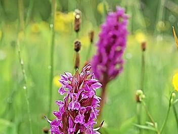 Am Rand eines kleinen Moorgebietes bei Höhn wächst in diesem Jahr das Knabenkraut üppig. Foto: Rainer Lutz